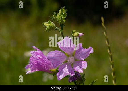 Fleur gros plan de Malva alcea plus musc, coupé feuilles, verveine ou mauve hollyhock, sur fond d'herbe vert flou doux. Banque D'Images