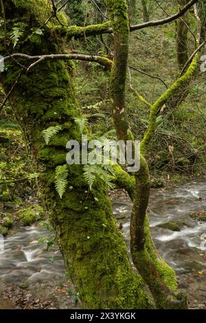 Fougère Polypody commune sur le chêne : Polypodium vulgare. Forêt pluviale tempérée : Tintagel, Cornouailles du nord, Royaume-Uni. Novembre Banque D'Images