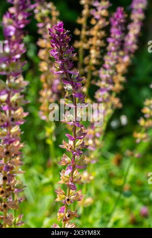 Fleurs bleu violet foncé, Salvia nemorosa Ostfriesland. Fleur violette haute. Salvia, Nepeta. Balkan Clary - Salvia sylvestris. Banque D'Images