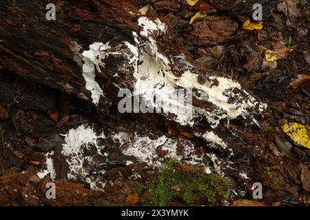 Mycélium fongique sur la face inférieure de la bûche de pourriture. Ancienne forêt tempérée. Ebernoe, Sussex, novembre. Banque D'Images