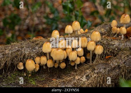 Bouchon d'encre brillant : Coprinellus micaceus. Sur tronc de hêtre tombé avec tiges Ivy. Ebernoe, Sussex, Royaume-Uni. Banque D'Images