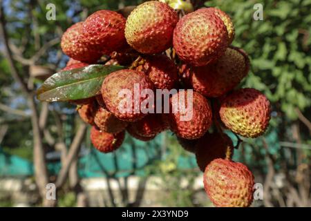 Bouquet de fruits frais Litchi, le fruit Lychee est doux, pulpé, juteux Banque D'Images