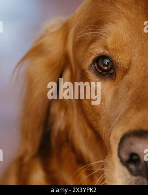 Gros plan de l'œil chaleureux et expressif d'un Golden retriever Banque D'Images