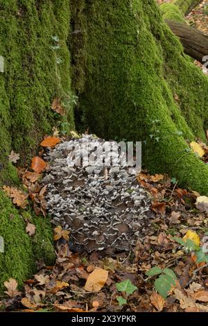 Champignon de la poule des bois : Grifola frondosa. Ebernoe, Sussex, Royaume-Uni. Poussant sur la base du chêne. Banque D'Images