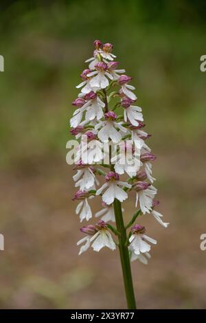 Lady Orchid : Orchis purpurea. Kent, Royaume-Uni. Variété pâle. Banque D'Images