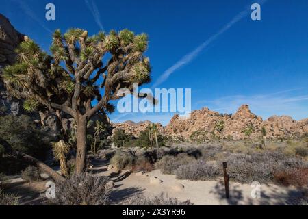 Majestueux arbre de Joshua contre le ciel bleu Banque D'Images