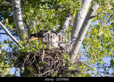 Red Tail Hawk offrant de la nourriture à Chick in Nest Banque D'Images