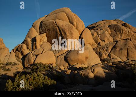 Golden Hour illumine les rochers de Joshua Tree Banque D'Images