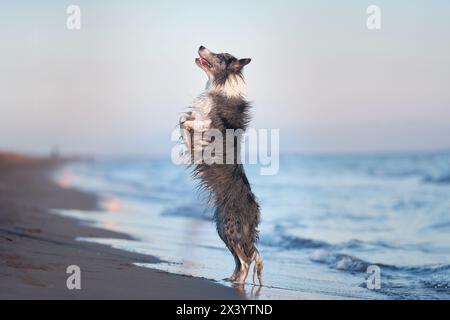 Un chien Border Collie excité se tient sur les pattes arrière à la plage, atteignant quelque chose d'invisible Banque D'Images