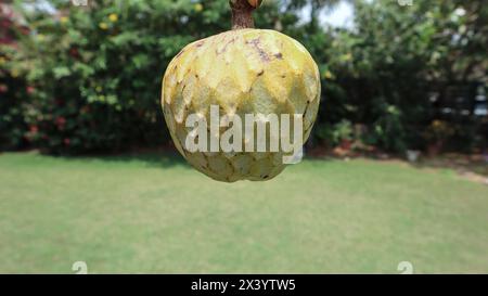 Ramphal également connu sous le nom de Wild Sweetsop, annona reticulata, RAM falwild crème pomme à la main Banque D'Images