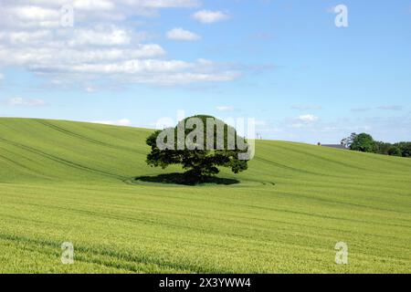 Chêne vert sur la colline verte de l'orge contre fond de ciel de brume, Bassaleg, Newport, pays de Galles, Royaume-Uni Banque D'Images