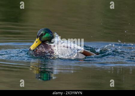 Un canard colvert mâle (Anas platyrhynchos) prenant un bain, l'eau glisse de ses plumes imperméables « comme l'eau du dos d'un canard ». Banque D'Images