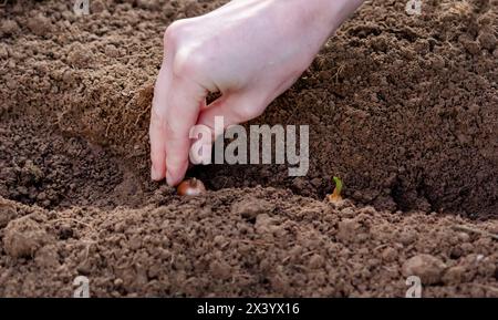 Une femme plante des oignons dans un lit de jardin. Mise au point sélective. nature Banque D'Images