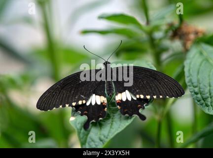 Le papillon Papilio polytes, papillon noir avec des taches blanches sur les ailes Banque D'Images