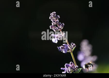 Fleurs de salvia rétro-éclairées avec Bumblebee Banque D'Images