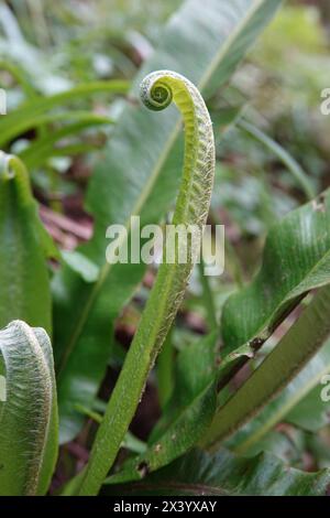 Hart's-Tongue Fern Coiled fond Banque D'Images