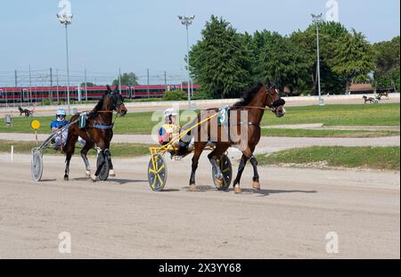 Deux chevaux trotteurs s'échauffent avant la course. Hippodrome le Padovanelle : jockey Zorzetto, cheval Emma Spritz ; jockey Sessa, cheval Eddy Win Banque D'Images