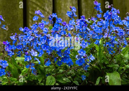 Myosotis Sylvatica Indigo. Pour Get me Not Indigo. Banque D'Images