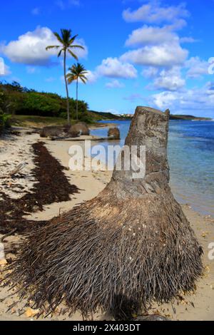 France, Guadeloupe, montée des eaux, troncs de noix de coco dans l'eau Banque D'Images