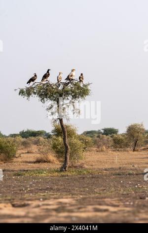 Des vautours égyptiens perchés sur un arbre à l'intérieur de la réserve de conservation de Jorbeer à la périphérie de Bikaner, Rajasthan, lors d'un safari animalier Banque D'Images