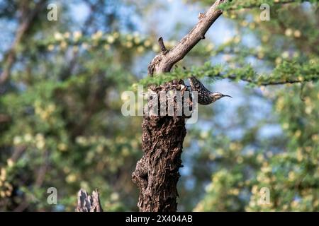 Crampon indien perché au sommet d'un arbre, ces oiseaux sont endémiques de cette région à l'intérieur du sanctuaire de buck noir de Tal chappar lors d'un wildli Banque D'Images