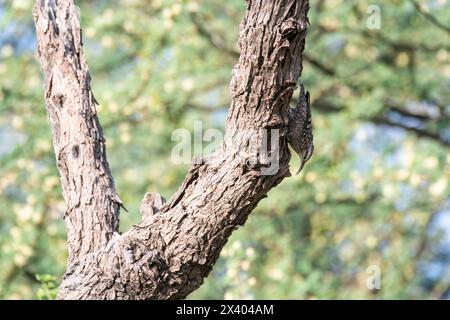 Crampon indien perché au sommet d'un arbre, ces oiseaux sont endémiques de cette région à l'intérieur du sanctuaire de buck noir de Tal chappar lors d'un wildli Banque D'Images