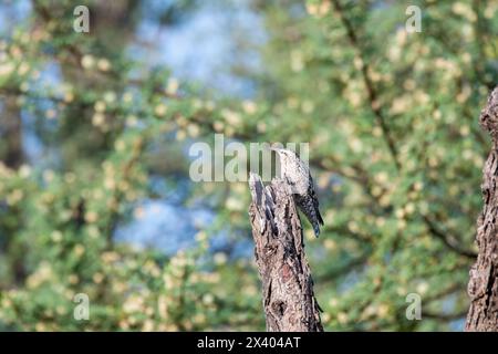 Crampon indien perché au sommet d'un arbre, ces oiseaux sont endémiques de cette région à l'intérieur du sanctuaire de buck noir de Tal chappar lors d'un wildli Banque D'Images