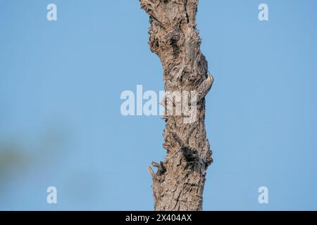 Crampon indien perché au sommet d'un arbre, ces oiseaux sont endémiques de cette région à l'intérieur du sanctuaire de buck noir de Tal chappar lors d'un wildli Banque D'Images