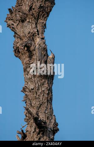 Crampon indien perché au sommet d'un arbre, ces oiseaux sont endémiques de cette région à l'intérieur du sanctuaire de buck noir de Tal chappar lors d'un wildli Banque D'Images