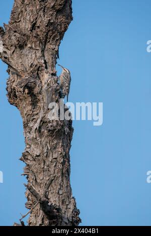 Crampon indien perché au sommet d'un arbre, ces oiseaux sont endémiques de cette région à l'intérieur du sanctuaire de buck noir de Tal chappar lors d'un wildli Banque D'Images