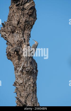 Crampon indien perché au sommet d'un arbre, ces oiseaux sont endémiques de cette région à l'intérieur du sanctuaire de buck noir de Tal chappar lors d'un wildli Banque D'Images