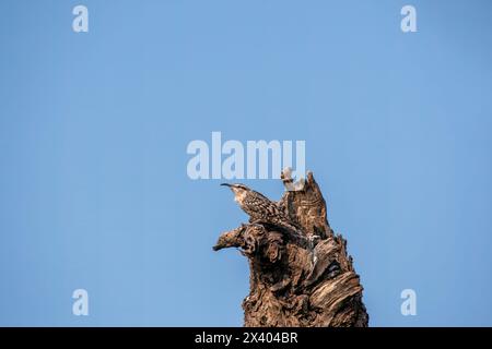 Crampon indien perché au sommet d'un arbre, ces oiseaux sont endémiques de cette région à l'intérieur du sanctuaire de buck noir de Tal chappar lors d'un wildli Banque D'Images