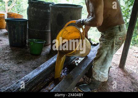 Cocaïne, plantation et préparation de cocaïne, Colombie, drogue Banque D'Images