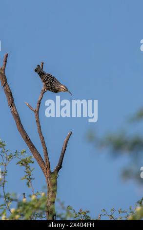 Crampon indien perché au sommet d'un arbre, ces oiseaux sont endémiques de cette région à l'intérieur du sanctuaire de buck noir de Tal chappar lors d'un wildli Banque D'Images