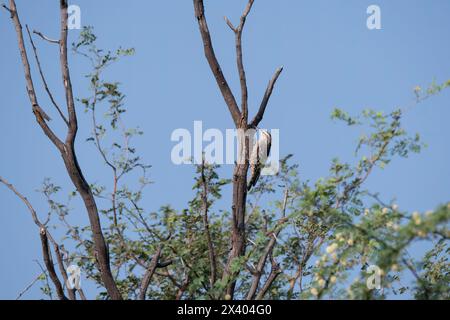 Crampon indien perché au sommet d'un arbre, ces oiseaux sont endémiques de cette région à l'intérieur du sanctuaire de buck noir de Tal chappar lors d'un wildli Banque D'Images