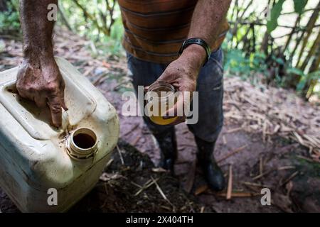 Cocaïne, plantation et préparation de cocaïne, Colombie, drogue Banque D'Images