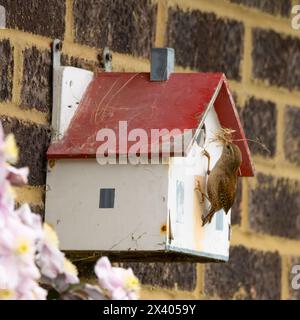 Wren perché dans un jardin Bedfordshire Banque D'Images