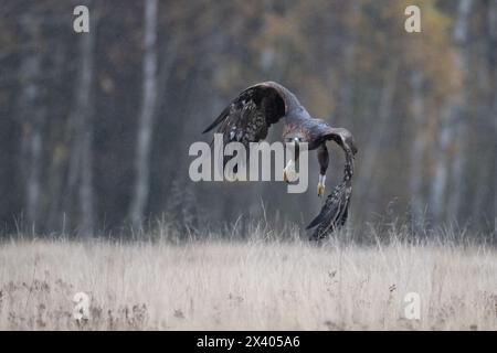 Un aigle doré vole bas au-dessus du sol et se prépare à atterrir. Banque D'Images