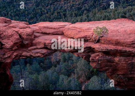 Arbre Manzanita sur le pont du Diable au coucher du soleil. Sedona, Arizona, États-Unis Banque D'Images