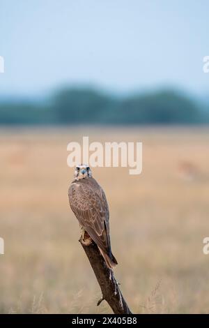 Un faucon laggar perché au sommet d'un arbre dans les prairies du sanctuaire de blackbuck tal chappar lors d'un safari animalier Banque D'Images