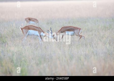 Deux mâles BlackBucks luttant pour la domination et l'accouplement dans le sanctuaire Blackbuck à Tal Chappar, Rajasthan lors d'un safari de la faune Banque D'Images