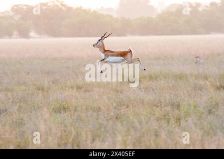 Une mère et un bébé faon courant en synchronisme avec le mouvement de saut dans les prairies à l'intérieur de Blackbuck Sanctury à Tal Chappar, Rajasthan pendant une faune sa Banque D'Images