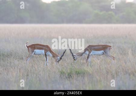 Deux mâles BlackBucks luttant pour la domination et l'accouplement dans le sanctuaire Blackbuck à Tal Chappar, Rajasthan lors d'un safari de la faune Banque D'Images