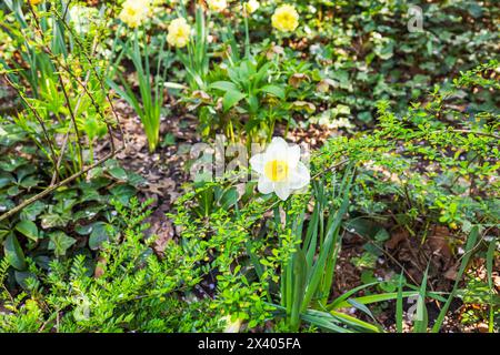 Photo Сlose-up capturant la floraison vibrante d'une fleur de jonquille printanière florissante dans le parc. Banque D'Images