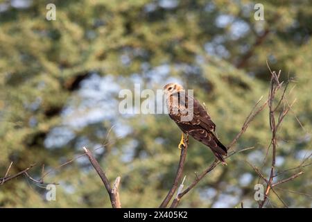 Un marais eurasien harrier perché au sommet d'un arbre à l'intérieur du sanctuaire Tal Chappar Blackbuck lors d'un safari animalier Banque D'Images