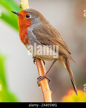 robin européen, (Erithacus rubecula superbus), chantant perché sur une branche avec fond végétal, à Tenerife, îles Canaries Banque D'Images