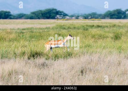 Une mère et un bébé faon courant en synchronisme avec le mouvement de saut dans les prairies à l'intérieur de Blackbuck Sanctury à Tal Chappar, Rajasthan pendant une faune sa Banque D'Images