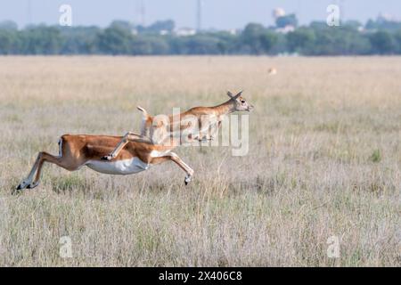 Une mère et un bébé faon courant en synchronisme avec le mouvement de saut dans les prairies à l'intérieur de Blackbuck Sanctury à Tal Chappar, Rajasthan pendant une faune sa Banque D'Images