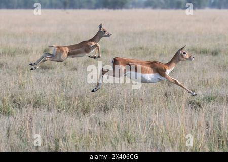 Une mère et un bébé faon courant en synchronisme avec le mouvement de saut dans les prairies à l'intérieur de Blackbuck Sanctury à Tal Chappar, Rajasthan pendant une faune sa Banque D'Images