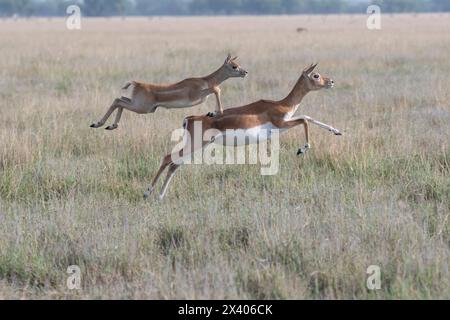 Une mère et un bébé faon courant en synchronisme avec le mouvement de saut dans les prairies à l'intérieur de Blackbuck Sanctury à Tal Chappar, Rajasthan pendant une faune sa Banque D'Images